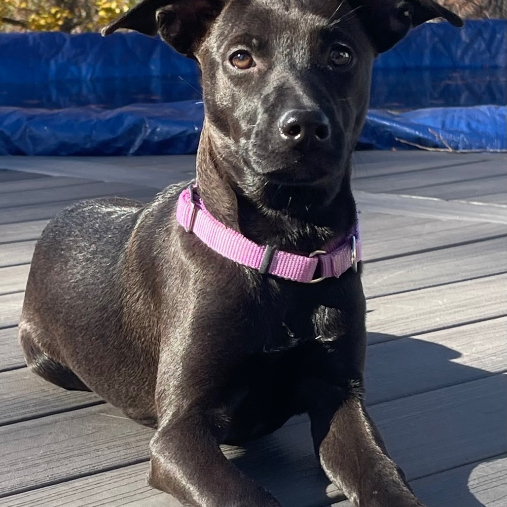 Purple Dog Collar